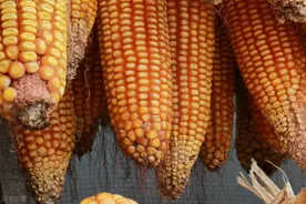 红轴玉米和白轴玉米哪个品种好？颜色不同有什么区别，全部告诉你图片