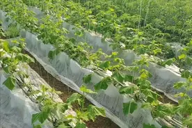 黄瓜根弱产量低？简单又实用的生根技巧，农户可以试一试图片