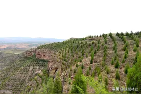 退耕户必须了解：退耕还林工程补贴期满还有哪些后续优惠政策图片