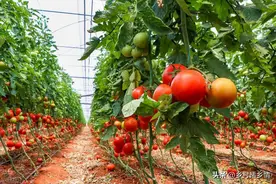 磷酸二氢钾有啥作用？如何把它用好？怎么搭配？不能与什么混合？图片