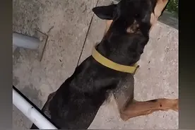 养了10多年的小土狗不见了，再次找到时哽咽了：是解脱也是轮回图片