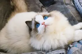 总结：这6种猫饲养人数最多，你家猫在其中吗？图片