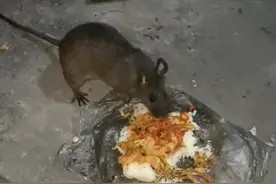 矿井里的老鼠不能打？明明会偷吃的咬电线，居然说有老鼠才安全？图片