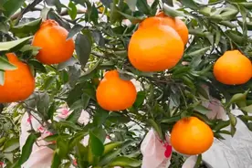 柑橘幼果期的施肥攻略，实践出来的经验才实用，值得学习图片