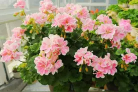 4种“皮实花”，根本不用买，叶子沾土就生根，一盆变成十几盆图片