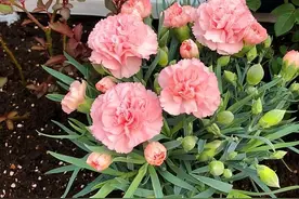 康乃馨其实很好养，记住这3点，一直都开花，花色鲜艳美极了图片