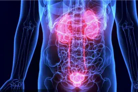 人体中大部分器官只有一个，为什么肾脏是双份的？图片