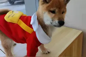 中华田园犬、柴犬和秋田犬的区别是什么？图片