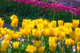 英歌石植物园3月15日如期开园图片