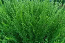 山上珍贵的一种植物，人称“铁扫帚”，农村人却称它为“夜关门”图片