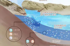 海洋是能力出众的“捕碳者”！快来了解海洋碳汇，助力实现“双碳”目标图片