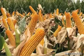 2023年适合山东 河南 河北种植的高产玉米，农大372抗病稳产保收图片