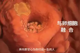 孕期胎儿的发育过程，感受妈妈十月怀胎的艰辛和伟大图片