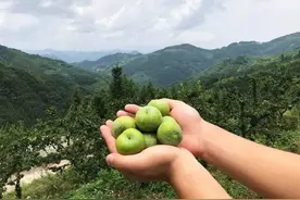 同为青脆李，巴山脆李和巫山脆李，为何市场表现和口碑天壤之别？图片
