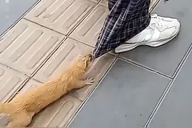 黄鼠狼拦路！安徽一男子遇到黄鼠狼在原地不停转圈，是什么原因？图片