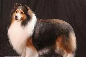 为什么狼群不敢攻击有牧羊犬保护的羊群？难道狼群打不过一条狗？图片