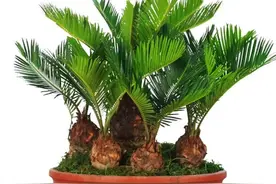 铁树盆栽植株过大影响观赏？这么做就能完美解决图片