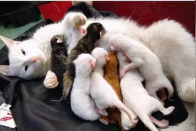 母猫把“幼猫”叼给你，在它眼里，原因有这些图片