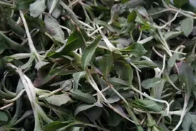 5月21小满，老传统要吃苦菜，“苦菜”是啥菜，怎么吃？了解一下图片