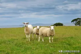 活羊价格｜2023.3.30全国活羊价格图片