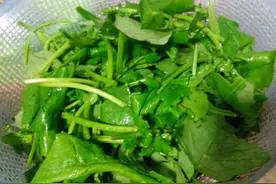 一点红是一种什么样的植物？图片