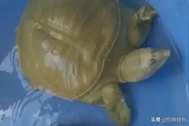 甲鱼咬手怎么办？真的要等到雷响才松口？教你一招其实很简单图片