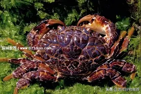 十大世界上最危险的螃蟹排名，埋扇蟹毒性强如眼镜蛇图片