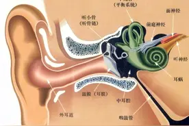 罹患中耳炎不可小觑，可能会发展成鼓室硬化症图片
