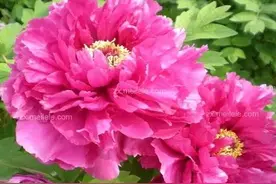 五彩斑斓，缤纷美丽，花的芬芳，惊艳了时光，温柔了岁月图片