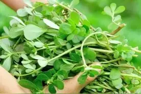 深度了解马齿苋，种植方法在这里，一次种植多次采收经济效益高图片