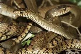 挖机师傅修路挖出蛇，半夜有多条蛇闯入居民家，原因竟是因为修路图片