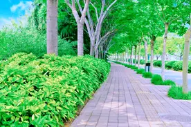 刷新记录！中国大陆发现“新树王”，比云南秃杉还高4.8米图片