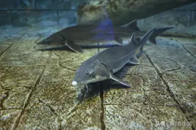 市场惊现“中华鲟”，违法吗？答案全在这里图片