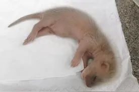 黄鼠狼真的会半夜来偷鸡吗？它又为什么是国家三有保护动物？图片