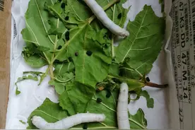 自然观察：蚕的一生图片