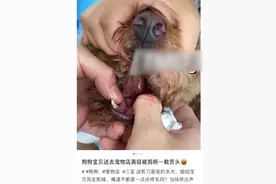 泰迪犬被宠物店剪断舌头，店长称“赔1000元很人性化”，主人：狗对人的价值无法用钱衡量图片