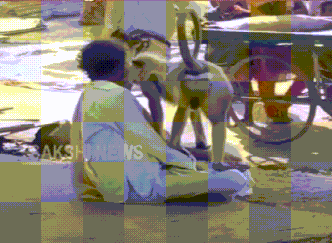 专业人士警告：不要去逗狒狒或猴子，无论是在动物园还是野外