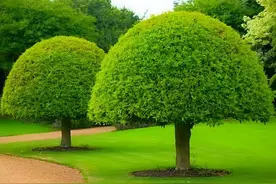8种不同树形的园林植物，各有不同的整形和修剪方法图片