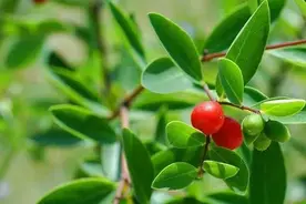 名字很霸气，老人称为“跌打将军”，全株有毒价值高，消炎又解毒图片