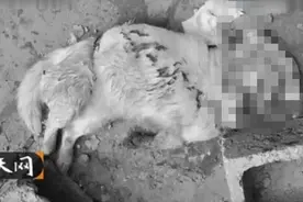 大家知道消失的夫妻吗？今天小编就来带你们回顾一下这一惨案吧！图片