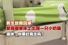 男生放假回来发现床上有只猫图片