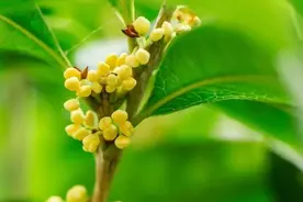 九月秋风起，十里桂花香～图片