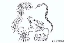 为什么身为五毒之一的蜈蚣，毒不死公鸡?你恐怕不知道公鸡的段位图片