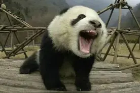 这四种动物分别是中美俄乌的国鸟国兽可谓是物如其国最匹配图片