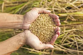 水稻价格大涨，11月19日全国最新稻谷价格图片