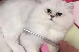 17岁的老猫，走到生命尽头，用尽最后一丝力气，与主人告别图片