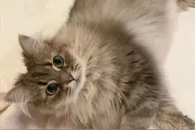 主人强行带猫咪洗澡，它一脸不情愿：真是生活所迫啊图片