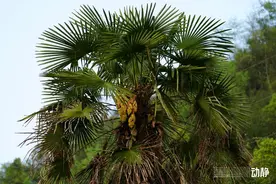 野性贵州 有问必答丨棕榈树可不得了，浑身上下都是宝图片