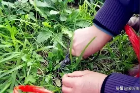 孩子能吃野菜吗？这6种自带“毒素”，别乱吃！图片