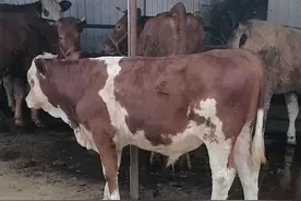 牛肺炎治疗方案图片